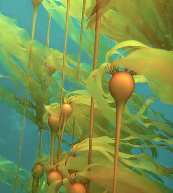 "Under a Golden Kelp Canopy" - Tiare Boyes